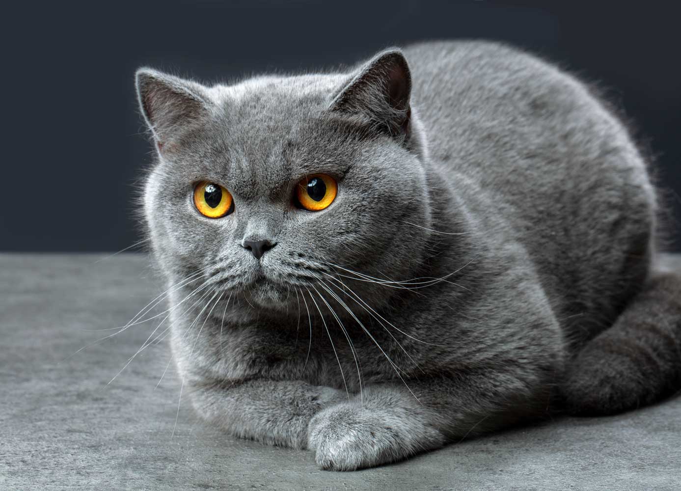 British Shorthair