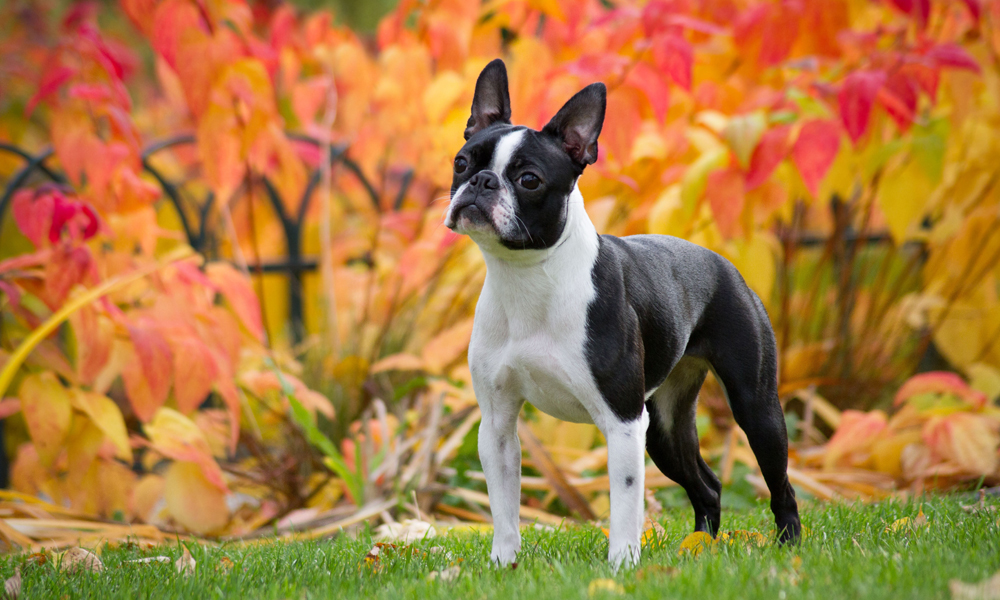 Boston Terrier
