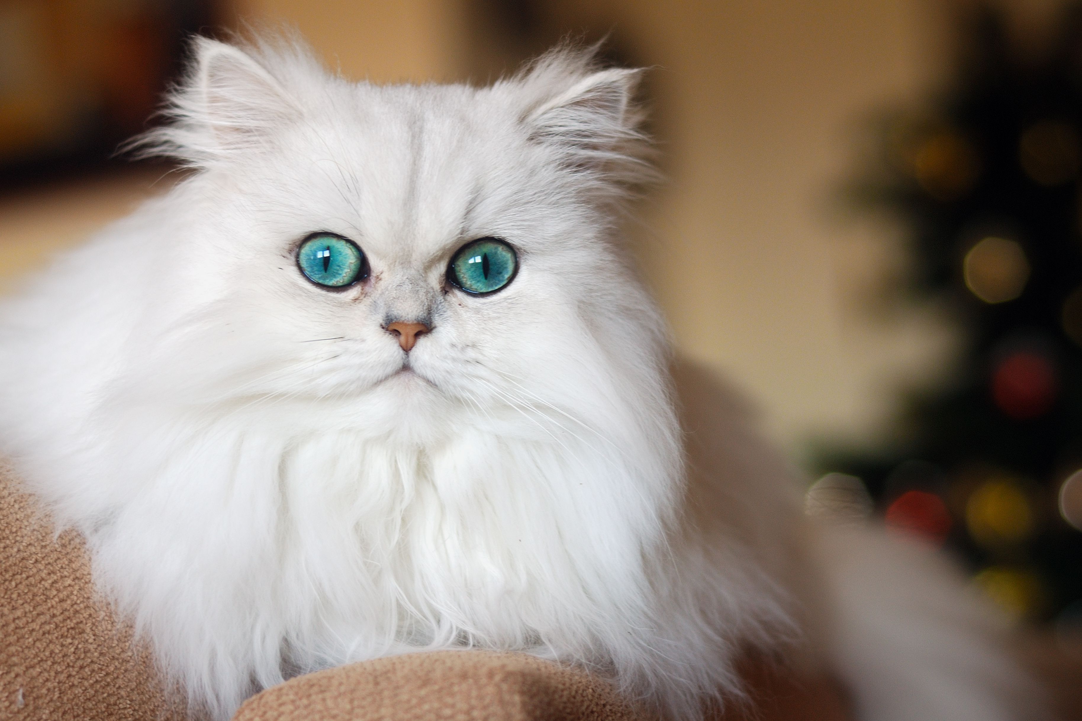 Persian Cat